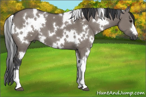 Horse Color:White Spotted Grullo 