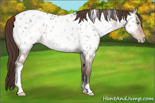 Horse Color:White Spotted Sable Champagne Dun Tobiano Appaloosa 