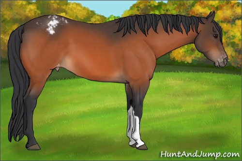 Horse Color:Bay Appaloosa 