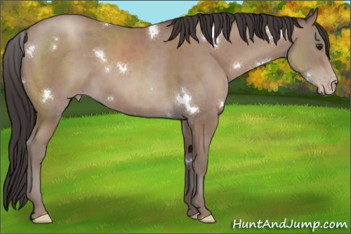 Horse Color:White Spotted Classic Champagne 