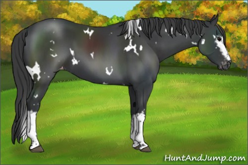 Horse Color:White Spotted Black Appaloosa 