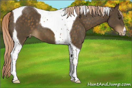 Horse Color:Chocolate Palomino Tobiano Appaloosa 