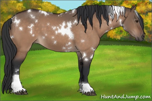 Horse Color:White Spotted Brown Dun Tobiano 