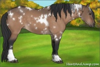 Horse Color:White Spotted Brown Dun Tobiano 