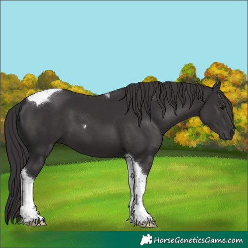 Horse Color:Smoky Black Tobiano 