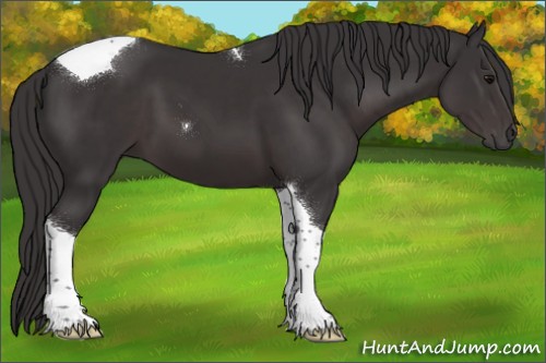 Horse Color:Smoky Black Tobiano 