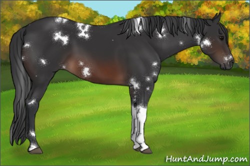 Horse Color:White Spotted Brown Tobiano 