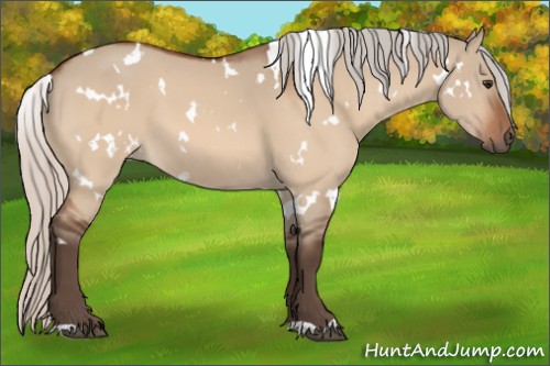 Horse Color:White Spotted Silver Brown Dun 