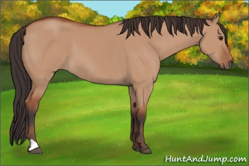 Horse Color:Bay Dun 