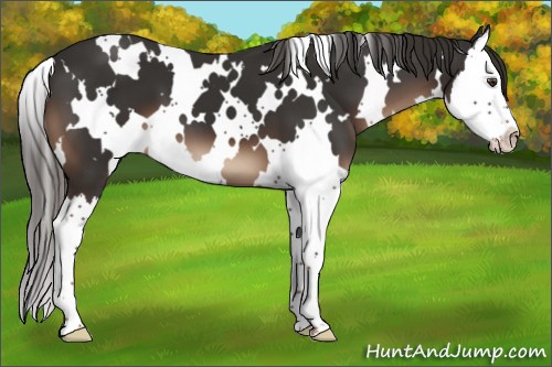 Horse Color:White Spotted Liver Chestnut Splash 