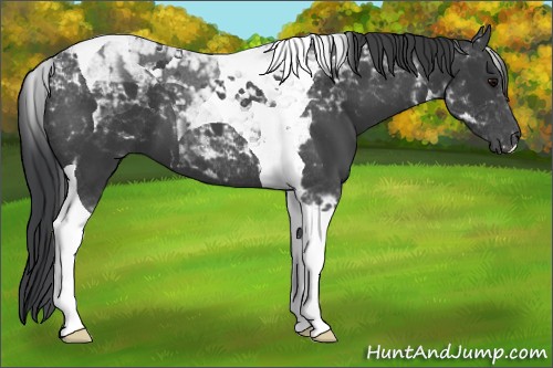 Horse Color:Black Tobiano 