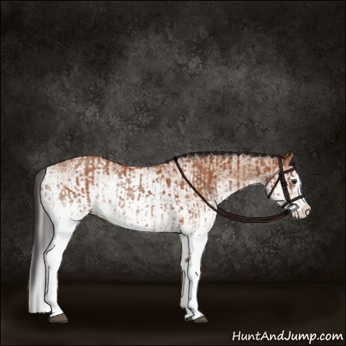 Horse Color:White Spotted Bay Splash  and White Spotted Bay Splash 