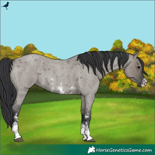 Horse Color:Grullo Roan Sabino Rabicano 