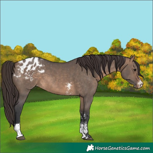 Horse Color:Brown Dun Sabino Appaloosa 