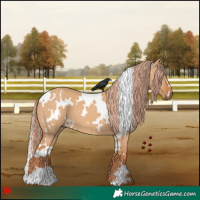 Horse Color:White Spotted Red Dun 