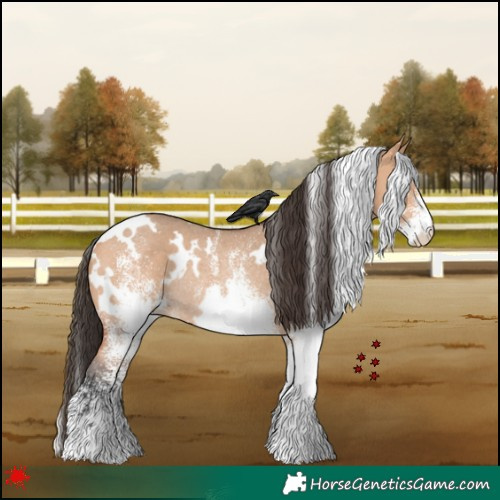 Horse Color:White Spotted Bay Dun Rabicano