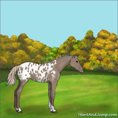 Horse Color:Silver Grullo Tobiano Blanket Rabicano