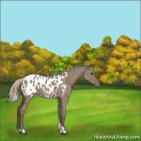 Horse Color:Silver Grullo Tobiano Appaloosa Rabicano 