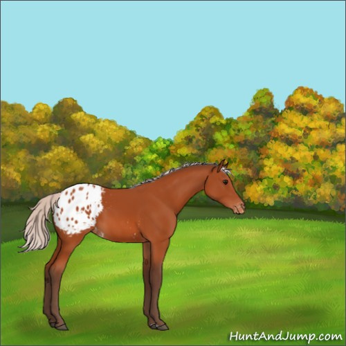 Horse Color:Silver Bay Appaloosa