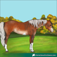 Horse Color:Bay  and Silver Bay 