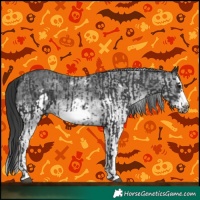 Horse Color:Black Splash Frame and White Spotted Black Splash Frame