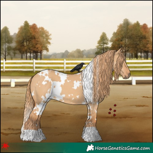 Horse Color:White Spotted Red Dun 