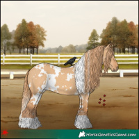 Horse Color:White Spotted Red Dun 