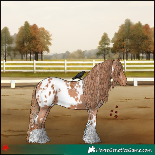 Horse Color:White Spotted Chestnut Appaloosa 