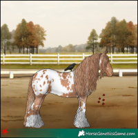 Horse Color:White Spotted Chestnut Appaloosa 
