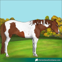 Horse Color:Chestnut Tobiano 
