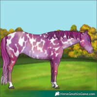 Horse Color:Chocolate Brown Pearl Near Leopard Rabicano