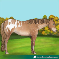 Horse Color:Brown Pearl Appaloosa Rabicano 