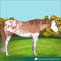 Horse Color:Chocolate Black Pearl Splash Appaloosa 