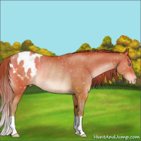 Horse Color:Bay Pearl Blanket Rabicano