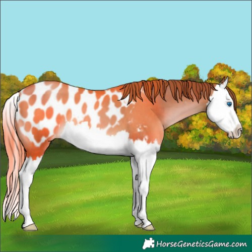 Horse Color:Brown Pearl Splash Appaloosa 