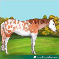 Horse Color:Brown Pearl Splash Appaloosa 