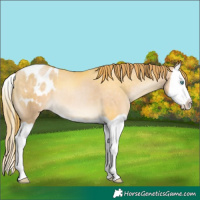 Horse Color:Chocolate Buckskin Pearl Splash Appaloosa 