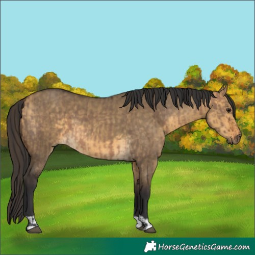 Horse Color:Brown Dun  and Buckskin Dun 