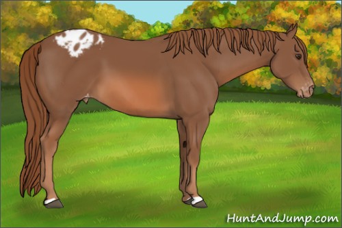 Horse Color:Chestnut Appaloosa 