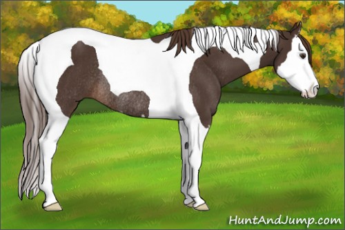 Horse Color:Liver Chestnut Splash Tobiano Rabicano 