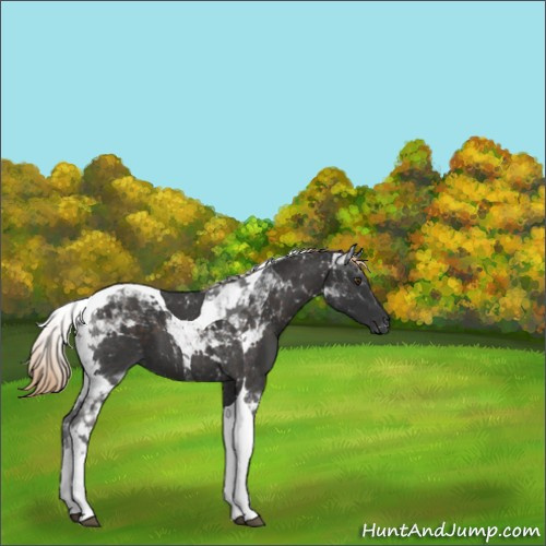 Horse Color:Liver Chestnut Tobiano 