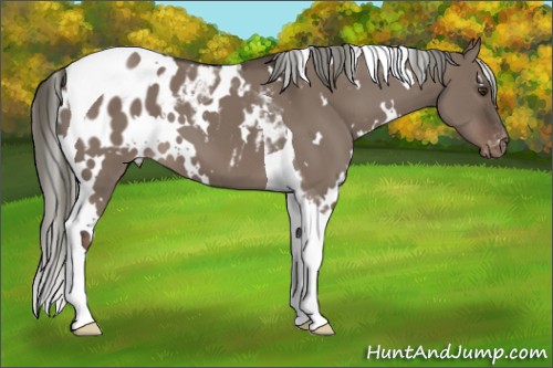 Horse Color:White Spotted Liver Red Dun Mushroom Tobiano Appaloosa 