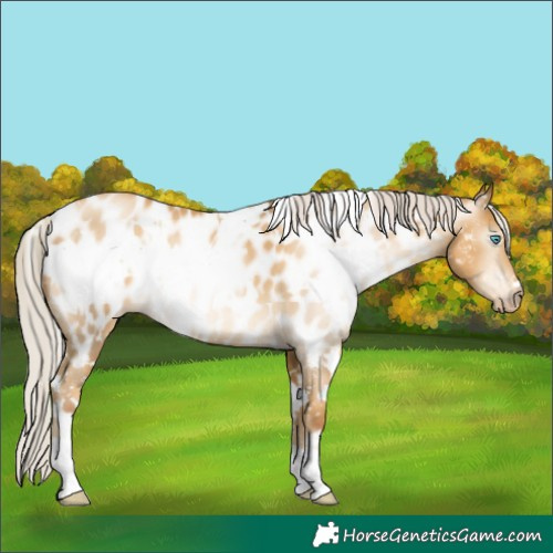 Horse Color:Gray White Spotted Silver Sable Cream Champagne Pearl Appaloosa 