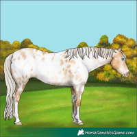 Horse Color:Gray White Spotted Silver Sable Cream Champagne Pearl Appaloosa