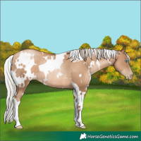 Horse Color:Gray White Spotted Silver Classic Champagne Pearl Rabicano 