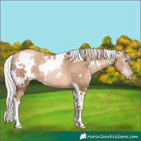 Horse Color:Gray White Spotted Silver Classic Champagne Pearl Rabicano
