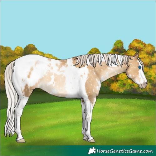 Horse Color:Gray White Spotted Silver Classic Cream Champagne Pearl Splash Tobiano Blanket Rabicano