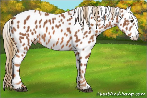 Horse Color:Chestnut Appaloosa 