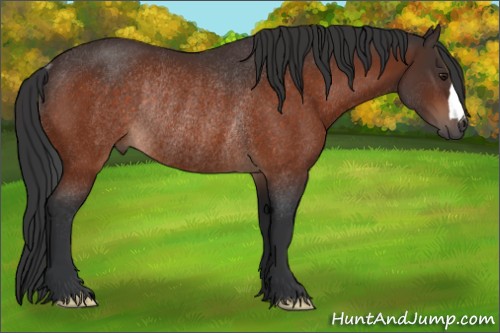 Horse Color:Brown Rabicano 