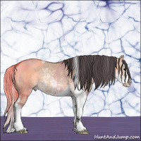 Horse Color:Bay Dun Sabino Splash Rabicano
